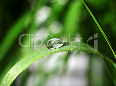 drop of dew