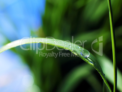 drop of dew