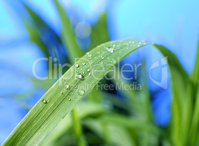 drop of dew