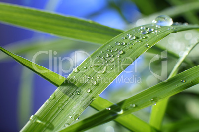 drop of dew