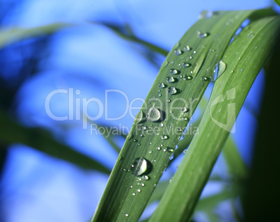 drop of dew