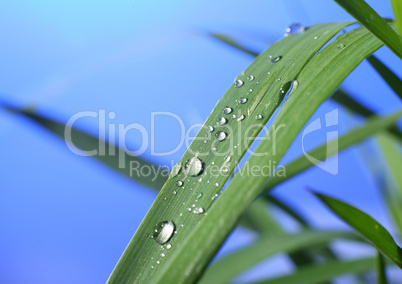 drop of dew