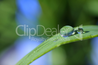 drop of dew