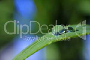 drop of dew