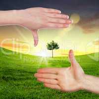 Human hands and green plant