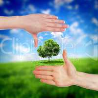 Human hands and green plant