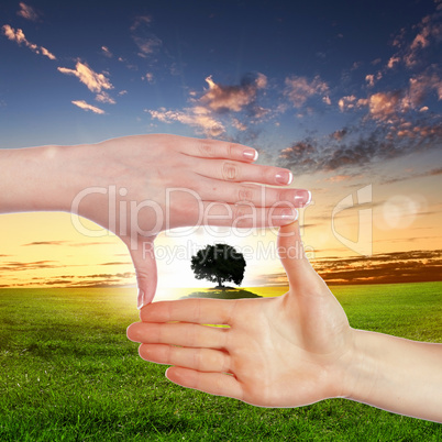 Human hands and green plant