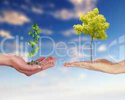 Human hands and green plant