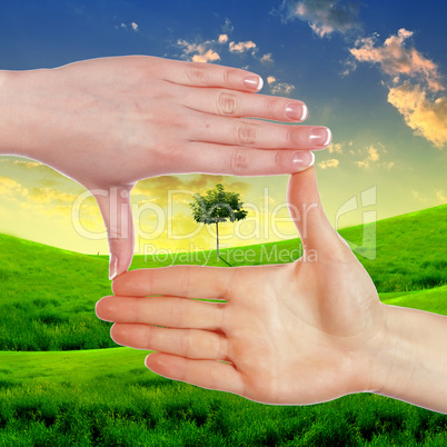 Human hands and green plant