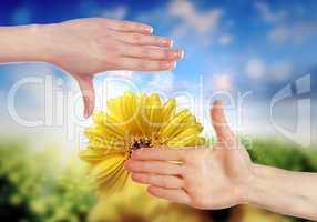 Human hands and green plant