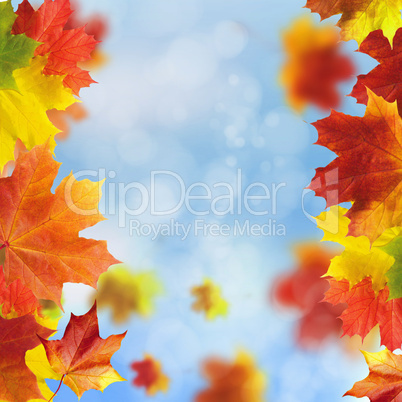 Red and yellow leaves