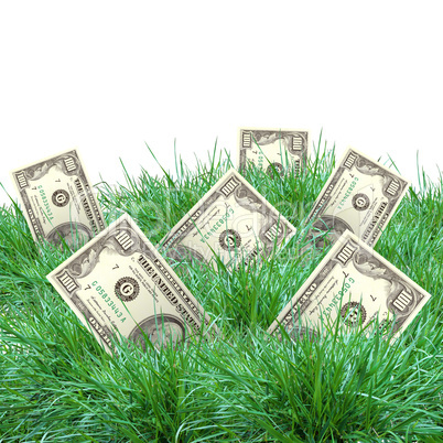 vegetation of dollar bills