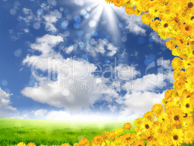 Beautiful flowers against the blue sky