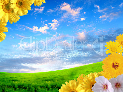 Beautiful flowers against the blue sky