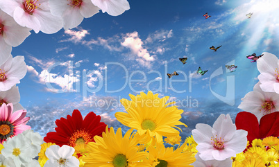 Beautiful flowers against the blue sky