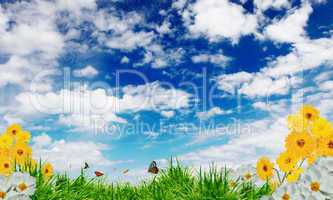 Beautiful flowers against the blue sky