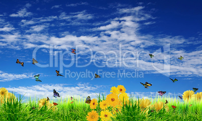 Beautiful flowers against the blue sky