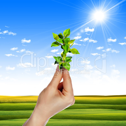 hands holding a plant