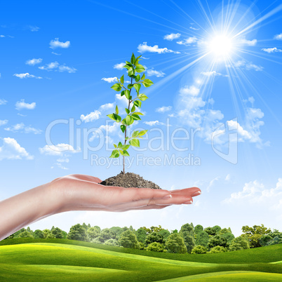 hands holding a plant