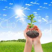 hands holding a plant