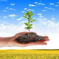 hands holding a plant