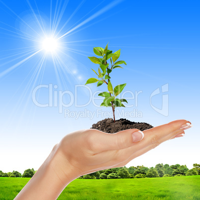 hands holding a plant