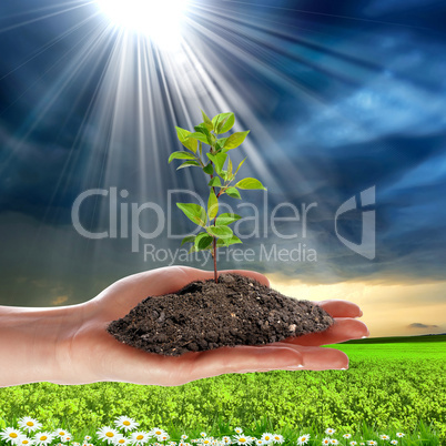 hands holding a plant