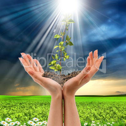 hands holding a plant