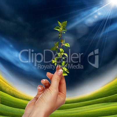 hands holding a plant