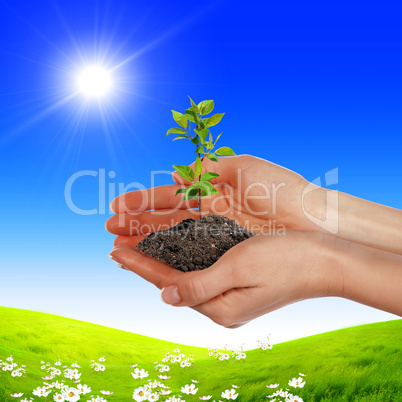 hands holding a plant