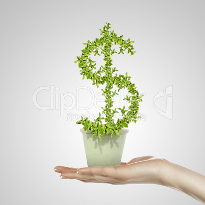 Hand holding green plant currency symbol