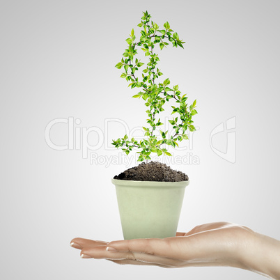 Hand holding green plant currency symbol