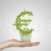 Hand holding green plant currency symbol