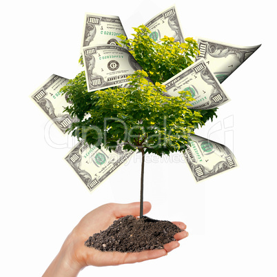 Money Tree