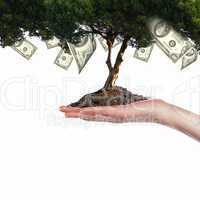 Money Tree