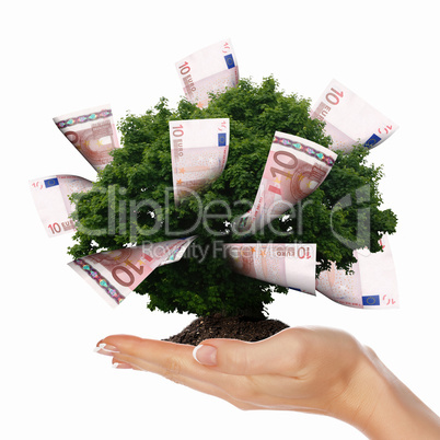 Money Tree