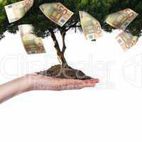 Money Tree