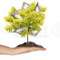 Money Tree