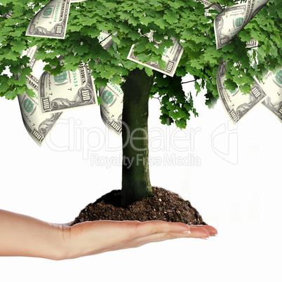 Money Tree