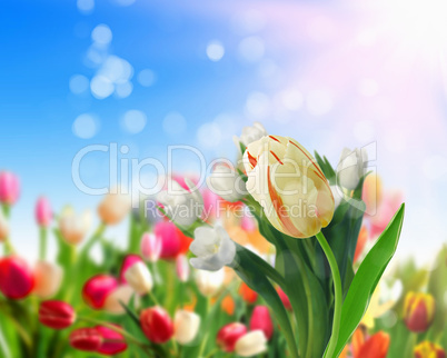 tulip flower fields
