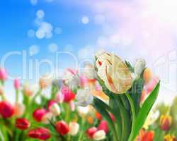 tulip flower fields