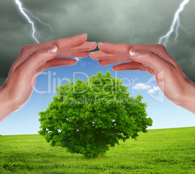 human hands protecting tree