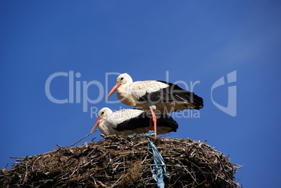 Storks