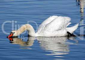Swan on water