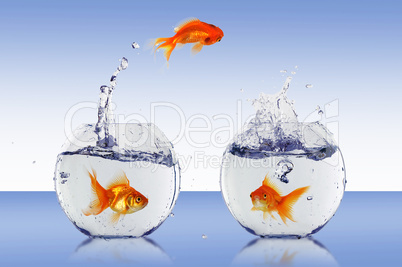 Goldfish jump