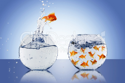 Goldfish jump