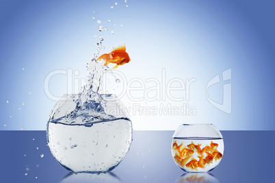 Goldfish jump