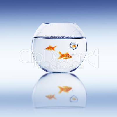 Goldfish swim