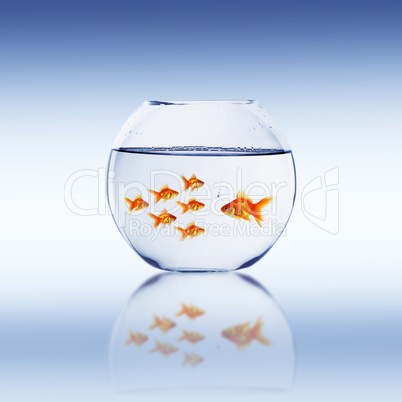 Goldfish swim