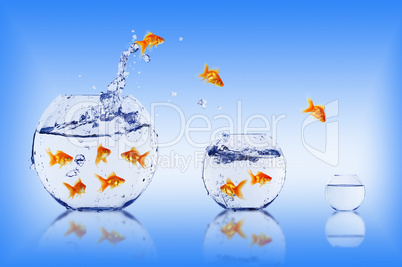 Goldfish jump